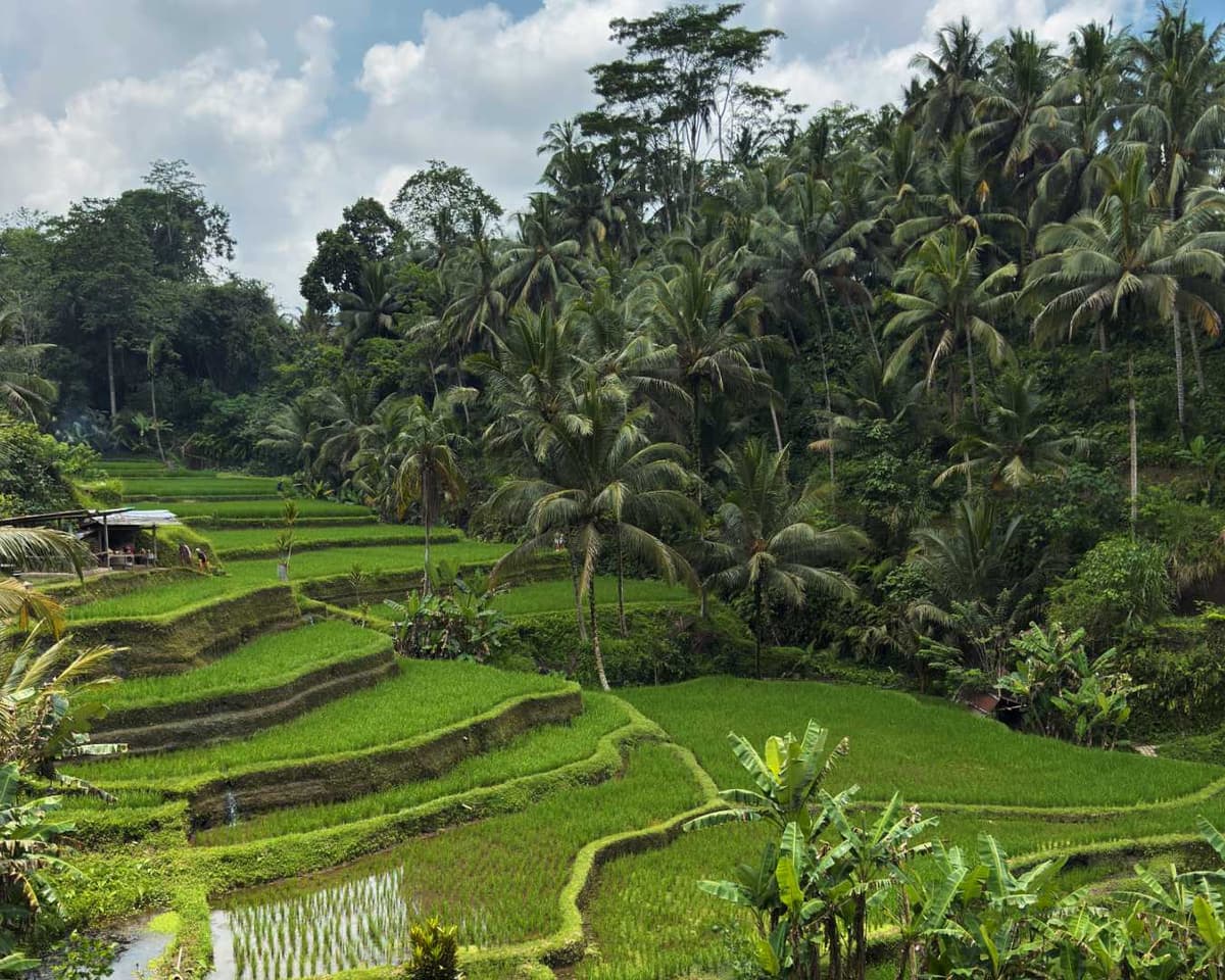 Five day Ubud Bali itinerary covering rice terraces temples and local warungs