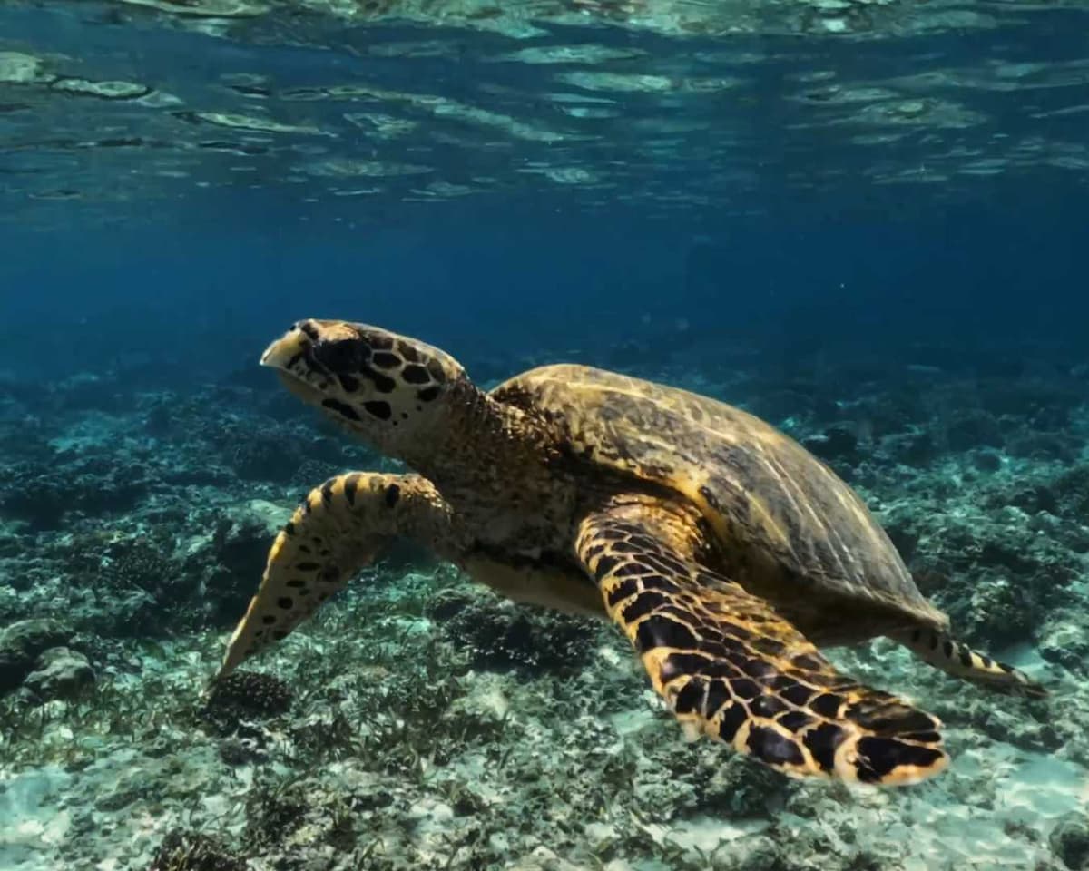 Snorkeler swimming with a sea turtle in clear water off Gili Air