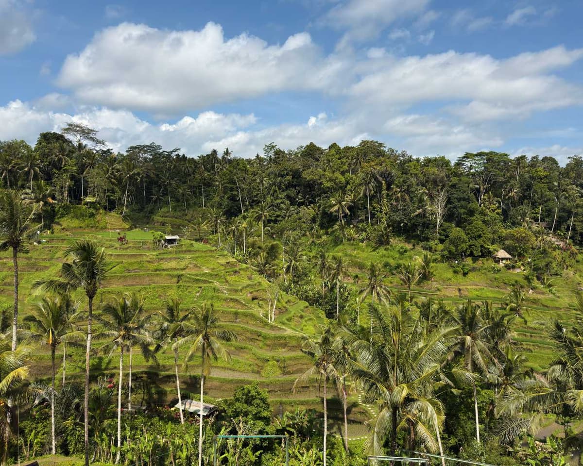 Rice terraces and jungle landscape surrounding Ubud Bali
